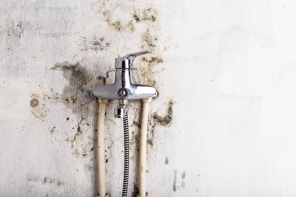 Best Professional Mold Removal  in Shallotte, NC
