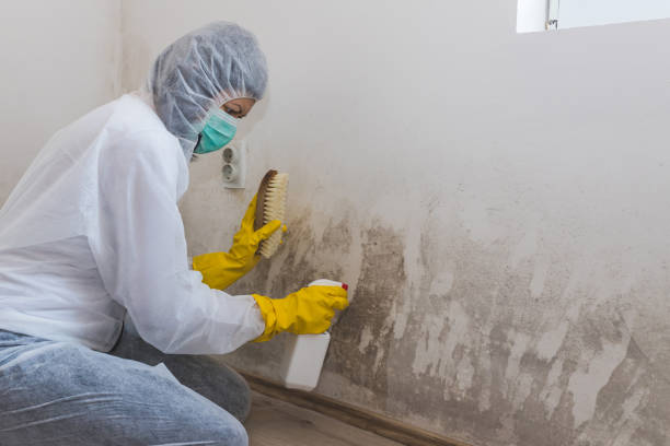 Mold Testing and Removal in Shallotte, NC