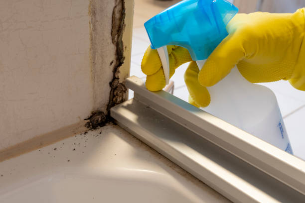 Best Mold Damage Repair  in Shallotte, NC