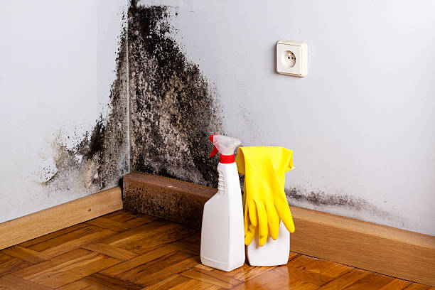 Best Commercial Mold Removal  in Shallotte, NC