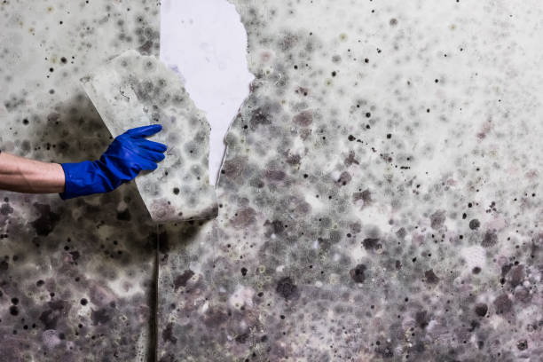 Best Home Mold Removal  in Shallotte, NC