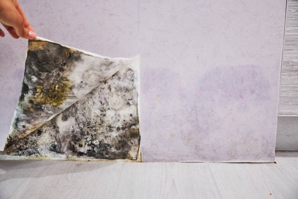 Best Toxic Mold Removal  in Shallotte, NC
